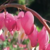 38 Blume